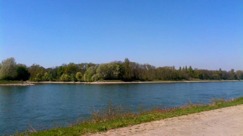 Der Rhein bei der Insel in Ketsch