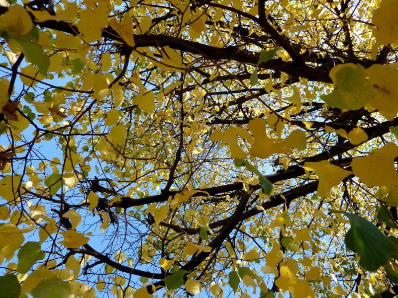 Blick von unten in einen herbstlichen Baum