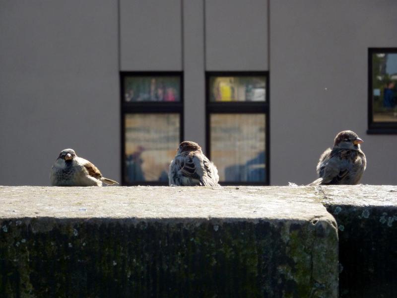 Drei Spatzen auf einer Mauer