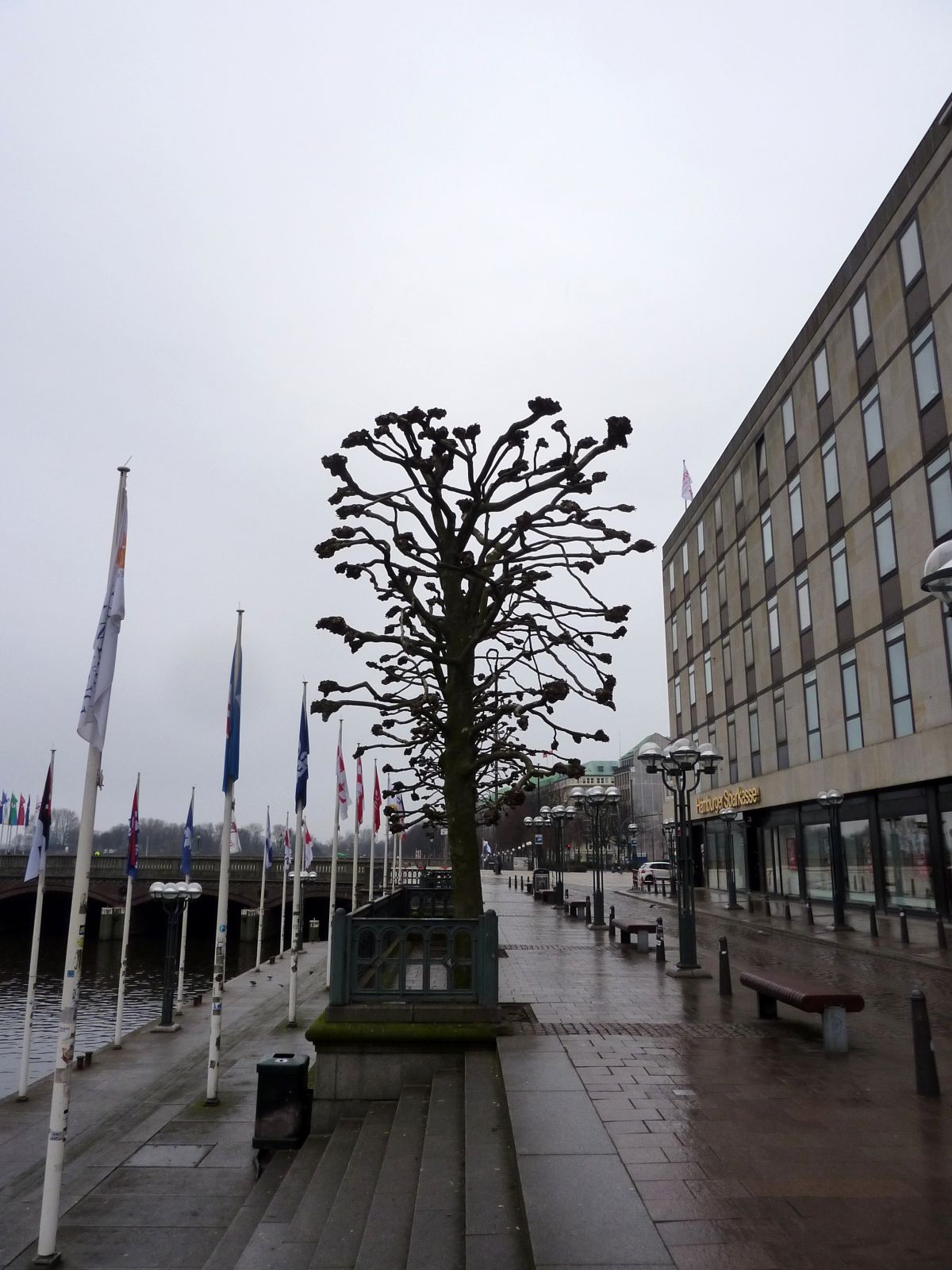 Eine Seitenstraße des Jungfernstiegs entlang der Kleinen Alster ist der Reesendamm, auf dem sich diese Bäume schön aufgereiht haben.