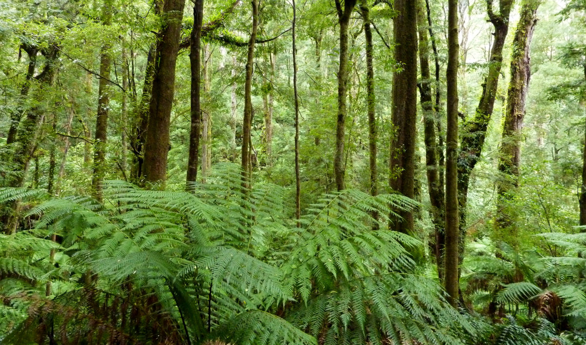 Otway Rainforrest an der Great Ocean Road