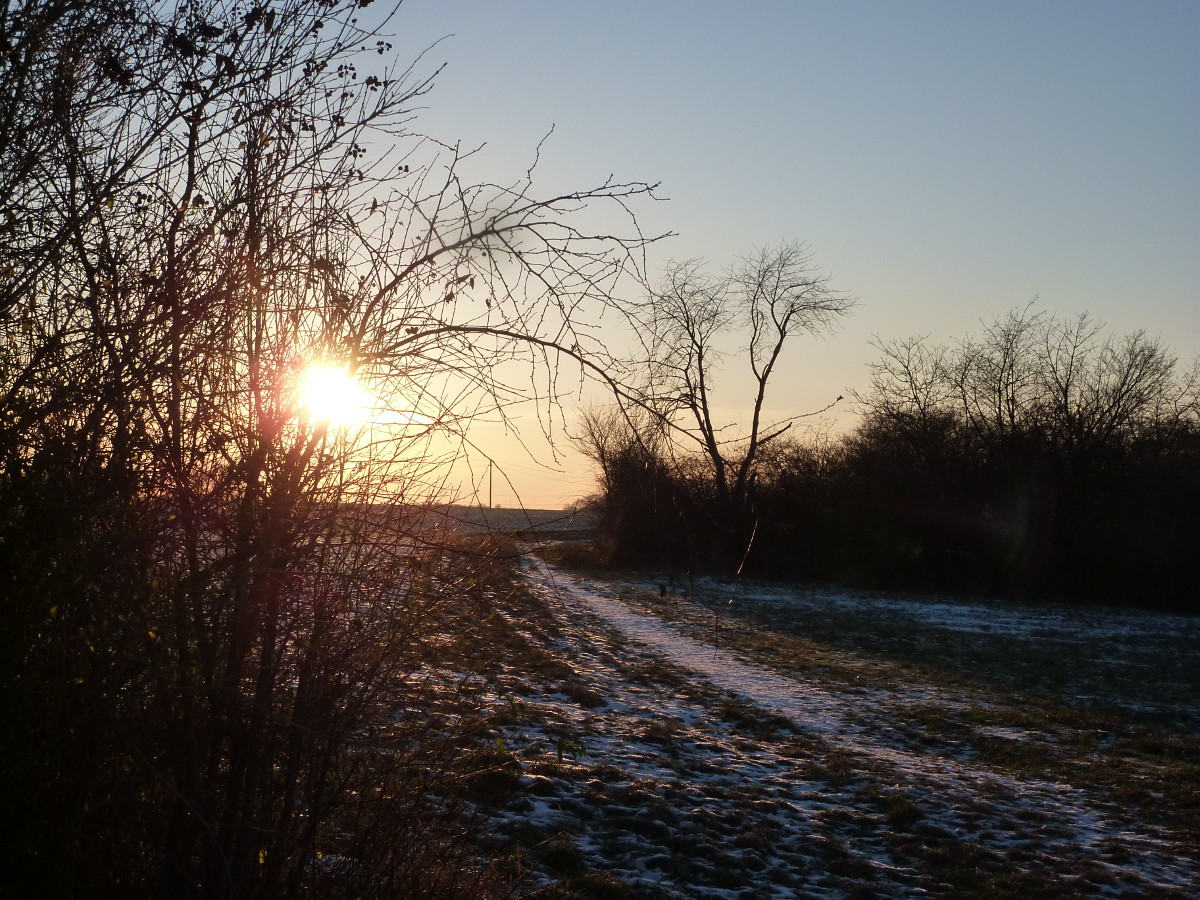 Sonnenuntergang zwischen den Sträuchern