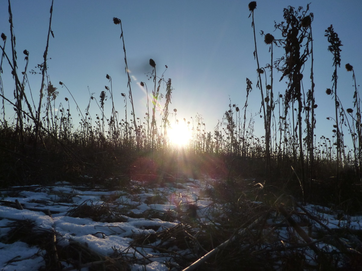 Sonnenschein zwischen den Gräsern auf dem Feld