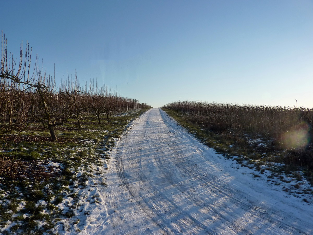 verschneiter Weg zwischen den Reben