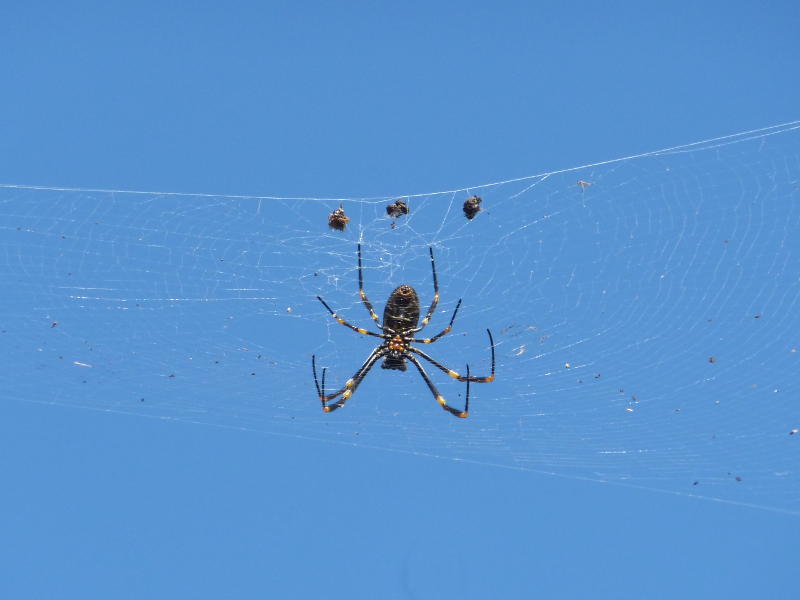 Spinne im Netz