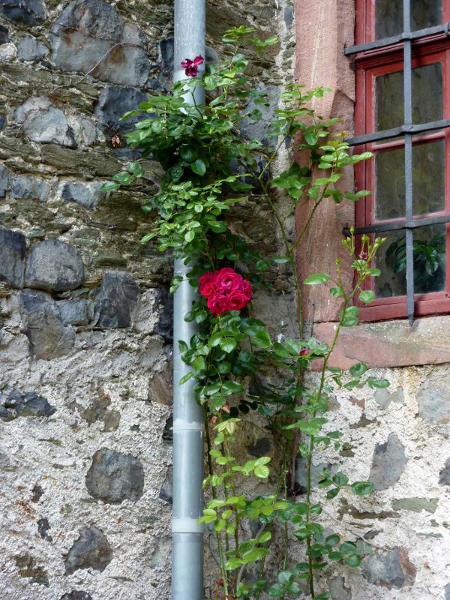 Eine Rose am Schloss Braunfels an der Lahn