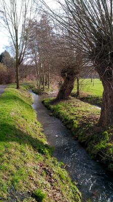 Der Frühling am Dönchebach in Kassel