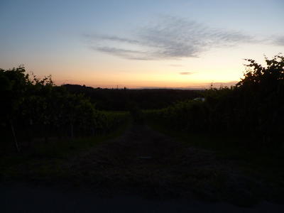 Blick zwischen den Reben hindurch ins Tal zum Horizont.