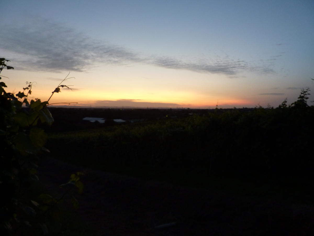 Direkt im Weinberg ergeben sich sehr viele Perspektiven als Spiel aus den Reben und dem Abendlicht. Der Blick geht hier über Wiesloch in Richtung Pfalz.