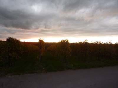 Abendrot über den Reben des lokalen Weinbergs