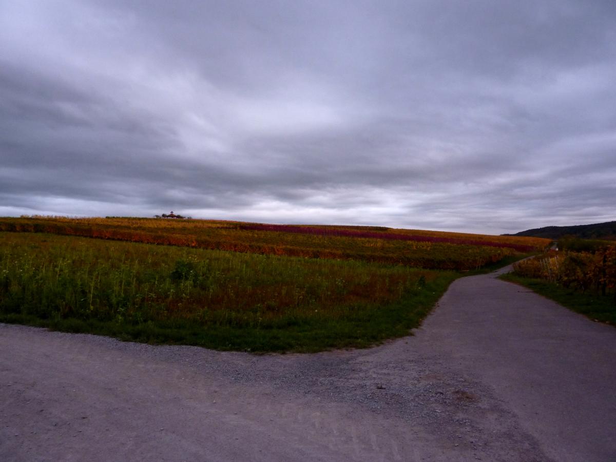 Wie unterschiedlich die Lichtverhältnisse waren, zeigt dieses Bild, welches direkt nach den „brennenden“ aufgenommen worden ist: Der Weinberg ist „lediglich“ bunt.