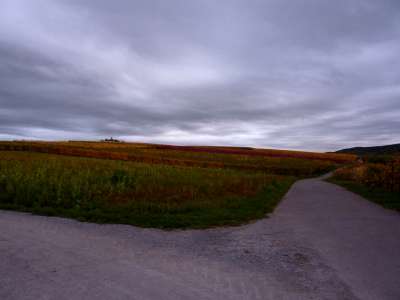 Wie unterschiedlich die Lichtverhältnisse waren, zeigt dieses Bild, welches direkt nach den „brennenden“ aufgenommen worden ist: Der Weinberg ist „lediglich“ bunt.