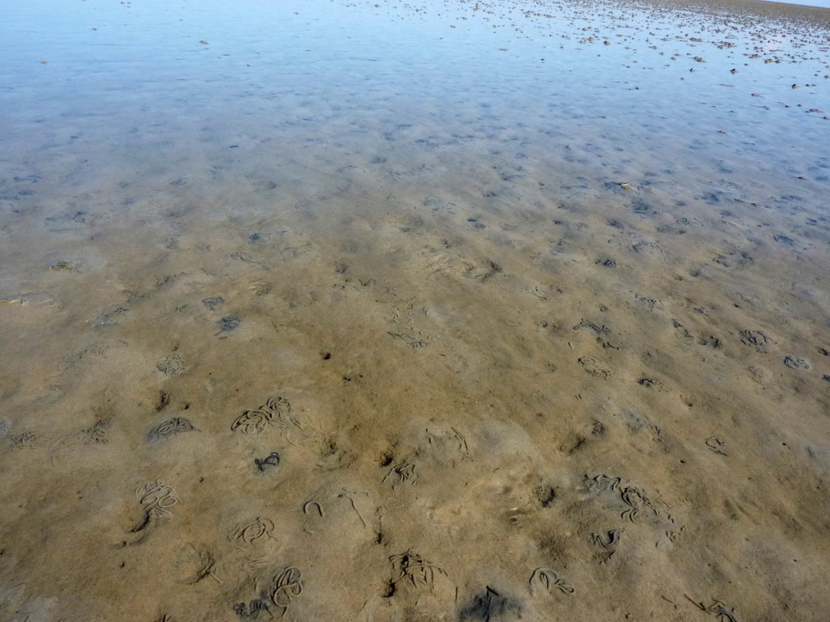 Etwas typisch Deutsches (und dann auch noch links und oben): Das Wattenmeer.