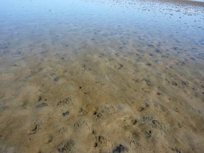 Etwas typisch Deutsches (und dann auch noch links und oben): Das Wattenmeer.