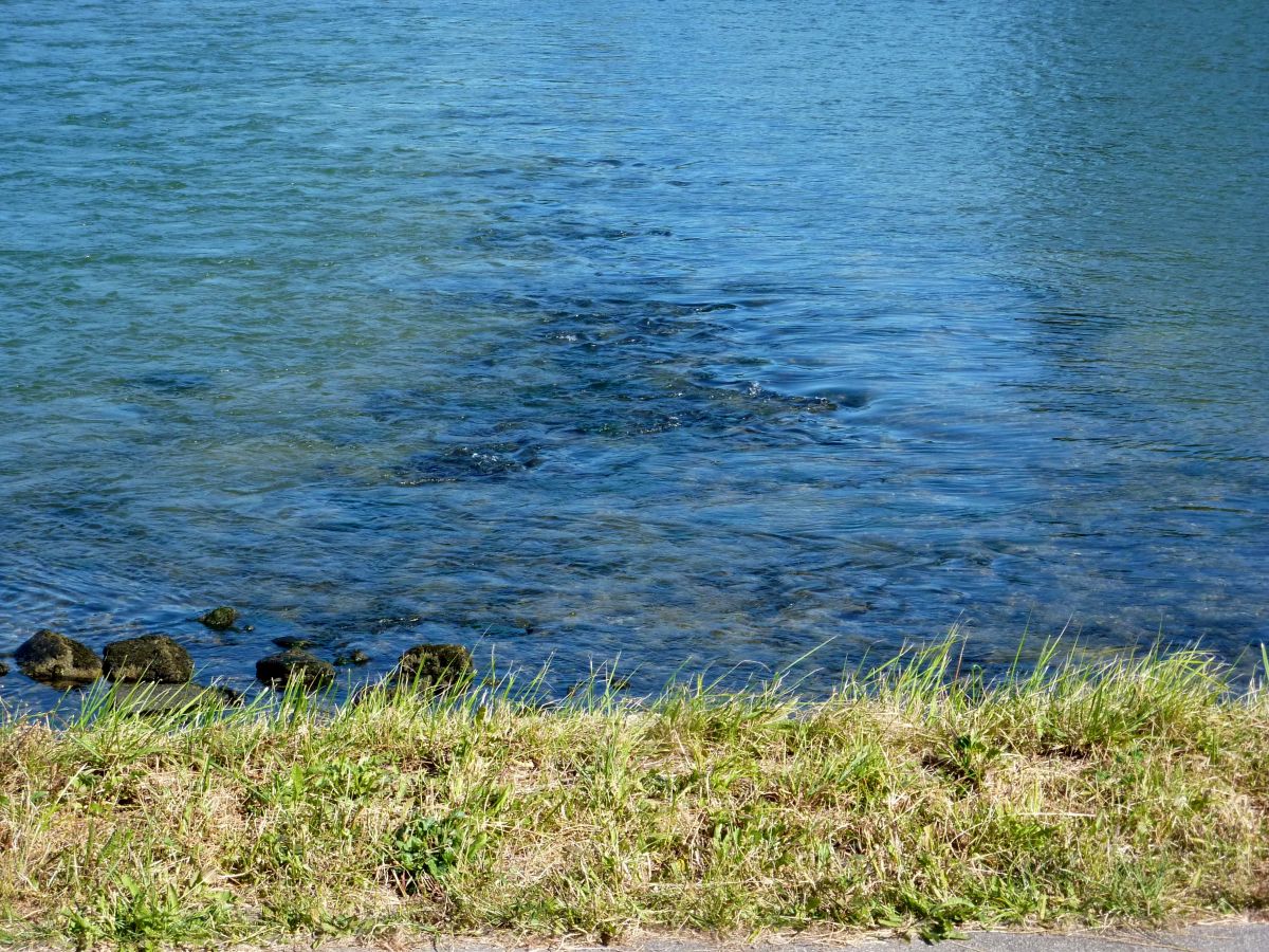 Etliche Kilometer südöstlich und einige Höhenmeter weiter unten sind wir am Rhein bei Germersheim.