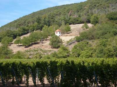 Dieser Weinberg bei Diedesfeld liegt an der Flanke des Höhenzugs, auf dem sich das Hambacher Schloss befindet – auch wenn das Ensemble mit dem kleinen Turm durchaus italienisch daherkommt.