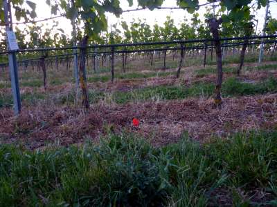 Und dann leuchtet da in der Abendsonne eine kleine Mohnpflanze rot.