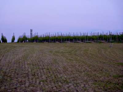 Geht man weiter den Weinberg hinauf, taucht da plötzlich ein Storchenpaar (im Bild links und rechts außen) auf.