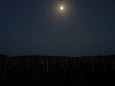 Vom Vollmond „bewachter“, neuer Weinberg südlich von Wiesloch.