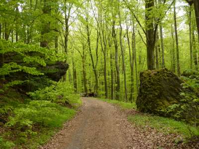 Der Bergpark Wilhelmshöhe liegt im Habichtswald, der Teil des Stadtgebiets ist.