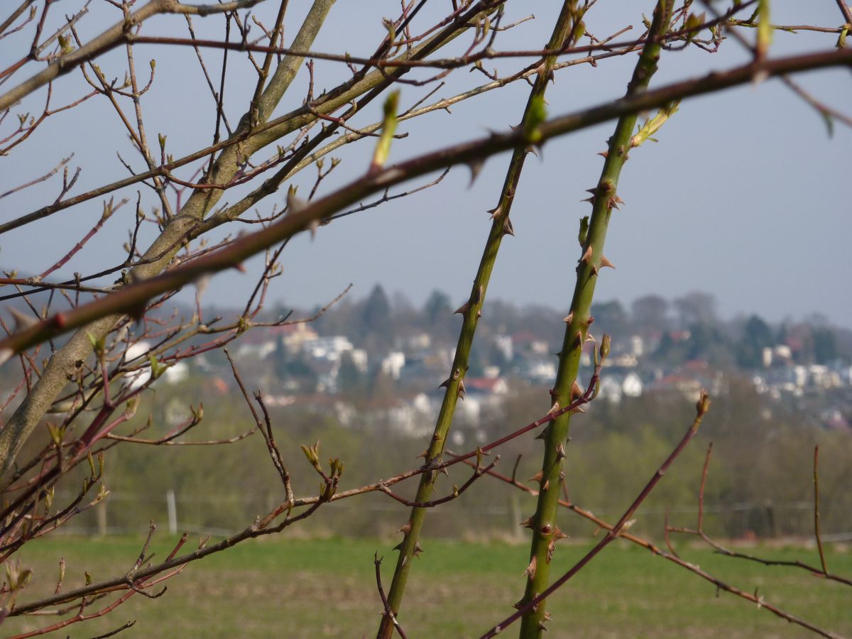 Am Fuße des Brasselsbergs liegt der Stadtteil Nordshausen, der noch sehr dörflich geprägt ist und als einer der letzten nach Kassel eingemeindet worden ist.